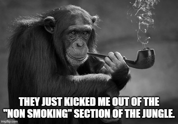Kerry Swope, Funny Gorilla, Read Our Lips Book, Wacky Memes For Animal Lovers, TheComedyConsultant-TheComedyWritersAndConsultants, Funny Animal Book, Animal Pictures Captions, Animal Memes, JokeWriterHire, ComedyWritersForHire