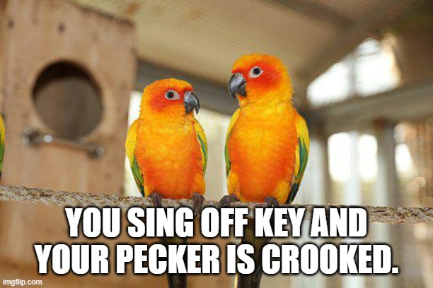 Kerry Swope, Parrots, Read Our Lips Book, Wacky Memes For Animal Lovers, TheComedyConsultant-TheComedyWritersAndConsultants, Funny Animal Book, Animal Pictures Captions, Animal Memes, JokeWriterHire, ComedyWritersForHire